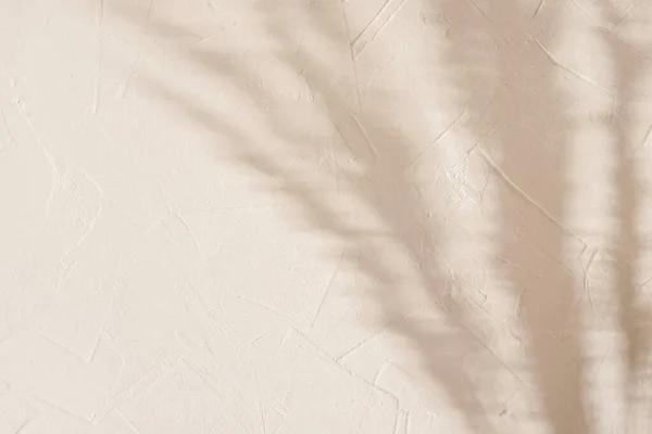Bulanık Çiçekli Güneş Işığı Gölgeleri Nötr Bej Bir Duvardaki Çayır — Stok fotoğraf