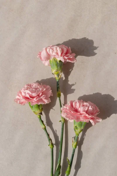 Bej Arkaplanda Pembe Karanfil Çiçekleri Olan Minimalist Estetik Buket Çiçekli — Stok fotoğraf
