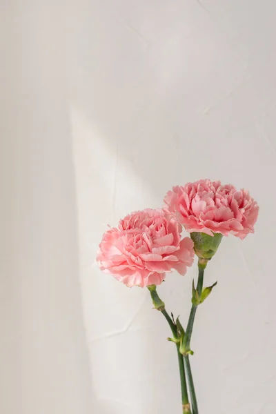 Tarafsız Bej Arka Planda Karanfil Çiçeği Yumuşak Güneş Işığı Minimalist — Stok fotoğraf