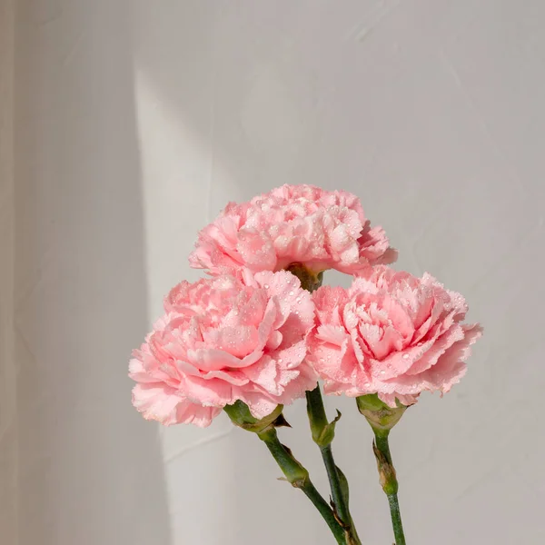 Tarafsız Bej Arka Planda Zarif Karanfil Çiçeği Estetik Yumuşak Güneş — Stok fotoğraf