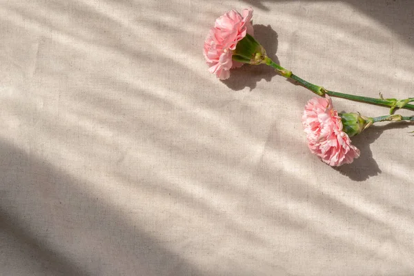Estetisk Blommig Bakgrund Med Två Nejlika Blommor Neutral Beige Linne — Stockfoto
