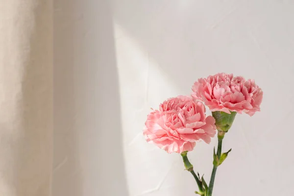 Two Pink Carnations Neutral Beige Background Sun Light Ray Pattern — Stock Photo, Image