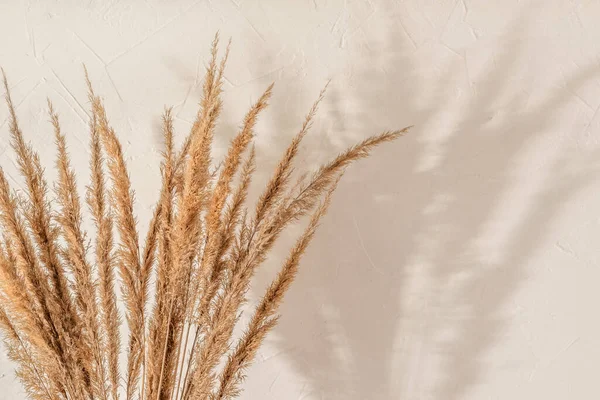 stock image Dried meadow spikelets bouquet with aesthetic sun light shadows on a beige wall, summer boho background with copy space