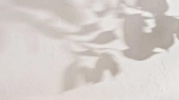 Silhouette Abstraite Ombre Lumière Soleil Sur Mur Texturé Beige Fond — Photo
