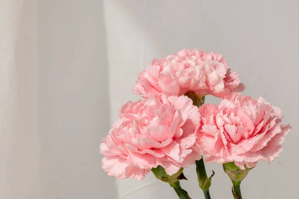 Tarafsız Bej Arka Planda Karanfilli Çiçek Buketi Güneş Işığında Estetik — Stok fotoğraf