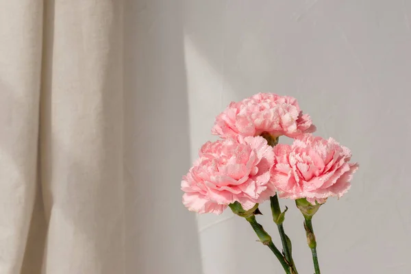 Rózsaszín Szegfű Virágok Csokor Bézs Fal Háttér Napsugarak Elegáns Virágüdvözlő — Stock Fotó