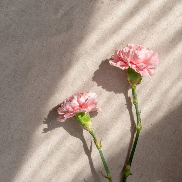 Carnation Flowers Sunlight Rays Beige Background Aesthetic Lifestyle Natural Floral — Stock Photo, Image