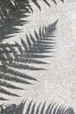 Gri granit taş desenli, çiçekli gölge gölgesi, estetik çiçek arkaplanı, kopyalama alanı