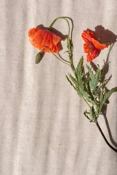 Aesthetic Minimalist Summer Floral Background Red Poppy Flowers Beige Linen — Stock Photo, Image