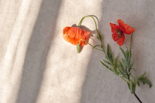 Estilo Vida Estético Verão Fundo Floral Flores Papoula Vermelha Tecido — Fotografia de Stock