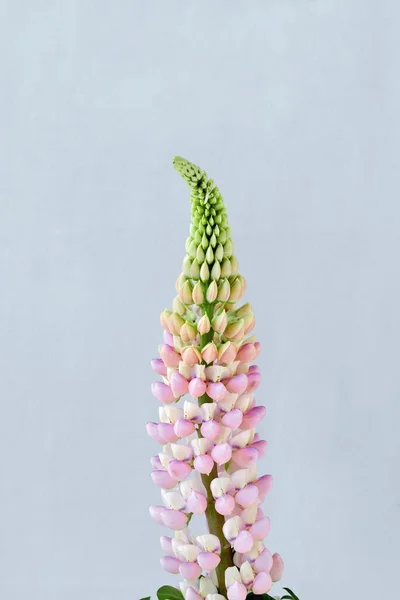 Elegant minimalist floral composition, pink pastel lupin flower on a neutral light blue background