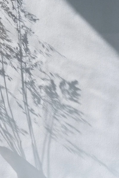 Schöner Lebensstil Sonnenlicht Schatten Der Wiese Gras Auf Einem Hellblauen — Stockfoto