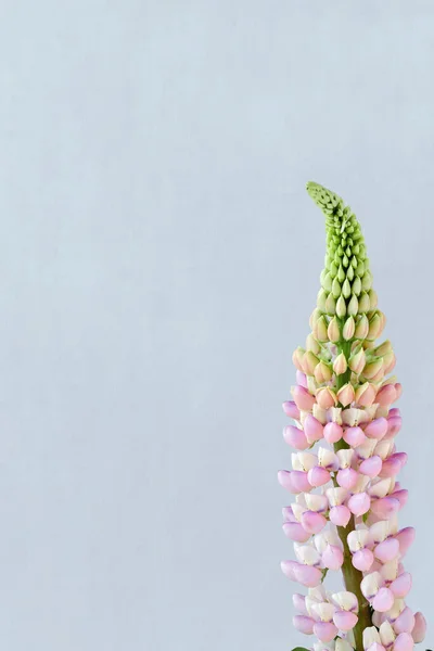 Minimalist aesthetic floral card, light pink lupine flower on a light blue background