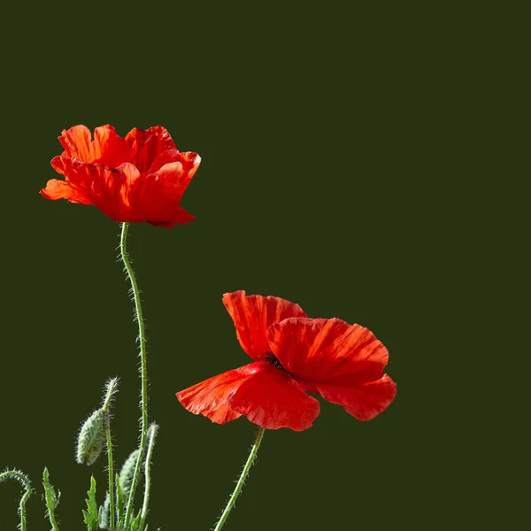 Röd Vallmo Blomma Grön Bakgrund Symbol För Minnesdagen Eller Vapenstilleståndsdagen — Stockfoto