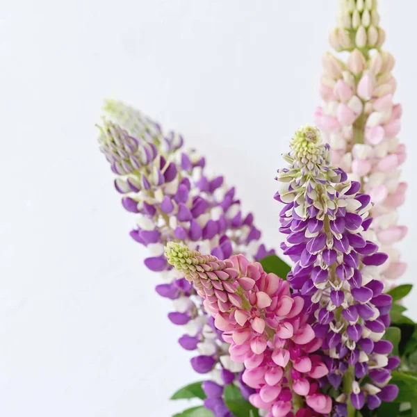 Violet and pink lupine flower bouguet on a light neutral background