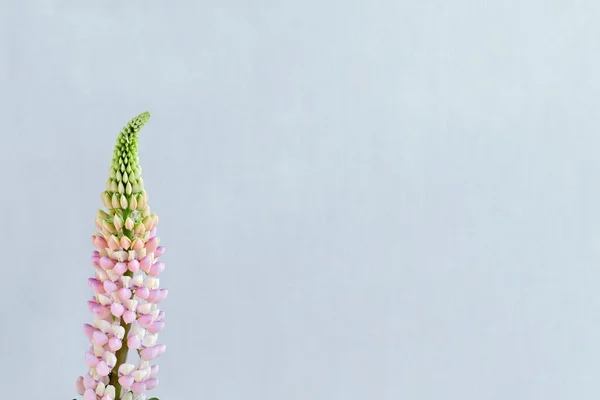 美观的最小花卉明信片模板与复制空间 美丽的粉红色羽扇豆花花序在中性的淡蓝色背景 — 图库照片