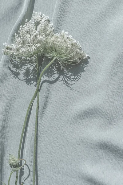 Elegant White Wildflowers Neutral Light Blue Fabric Background Minimalist Aesthetic — Stock Photo, Image