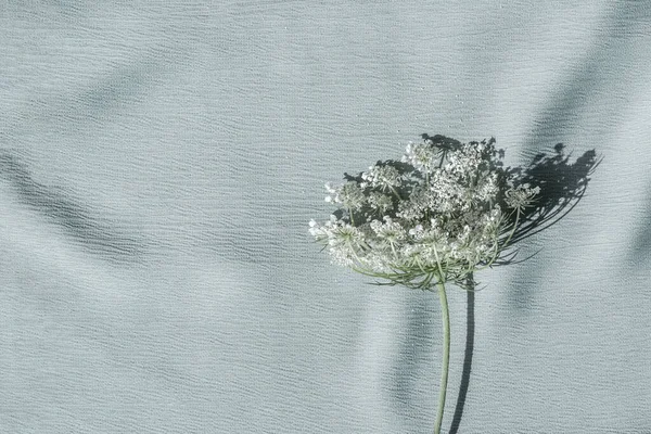 Elegante Weiße Wildblume Königin Annes Spitzenblume Auf Neutralem Helleisblauem Textilhintergrund — Stockfoto