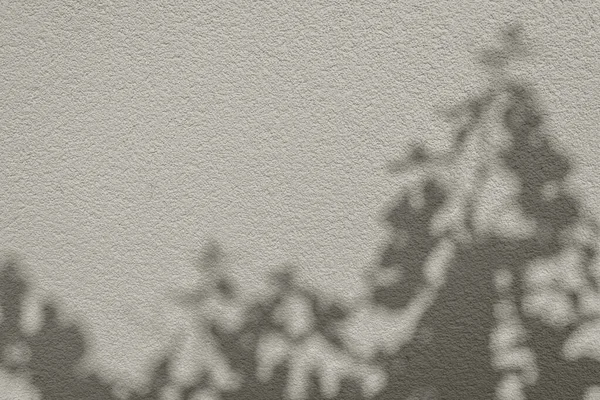 Естетичний Спосіб Життя Квітковий Однотонний Візерунок Сонячного Світла Фоні Нейтральної — стокове фото