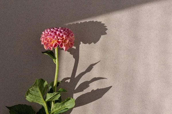 Bright Pink Single Dahlia Flower Neutral Beige Background Aesthetic Sunlight — Stock Photo, Image
