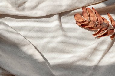 Sonbahar tarafsız bej arka planda sonbahar yaprağı ve güneş ışığı gölgeleri.