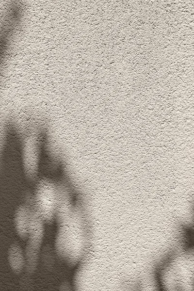 Abstract Floral Sunlight Shadow Neutral Beige Concrete Wall Texture Aesthetic — Stock Photo, Image