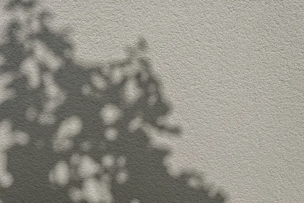Texture Murale Béton Blanc Beige Neutre Avec Une Silhouette Naturelle — Photo