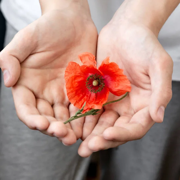 Red Poppy Flower Hands Closeup Symbol Remembrance Hope Flander Poppy — Stock Photo, Image