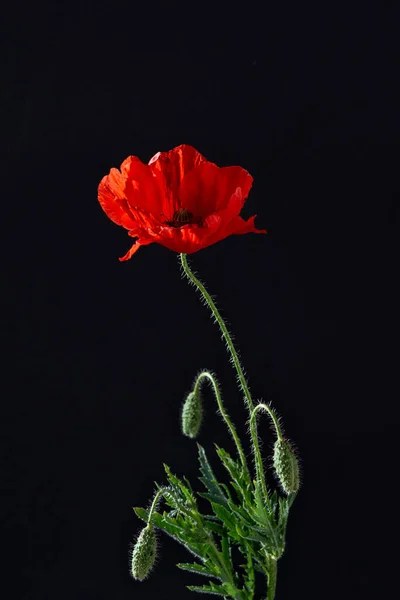 Red Poppy Flower Black Background Flander Poppy Lest Foget Concept — Stock Photo, Image