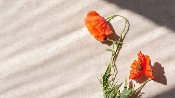 Piros Mák Hervadt Virágok Bézs Vászon Háttér Életmód Napfény Árnyék — Stock Fotó