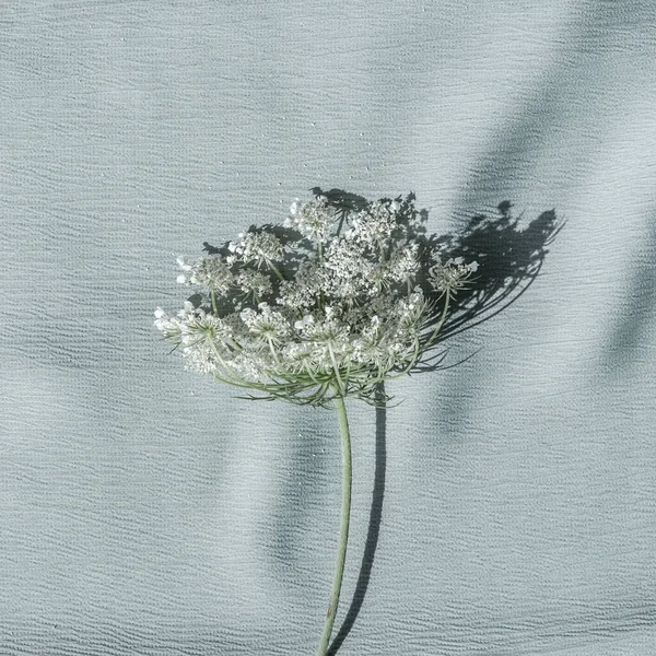 Цветок Queen Annes Lace Нейтральном Светло Голубом Текстильном Фоне Элегантный — стоковое фото