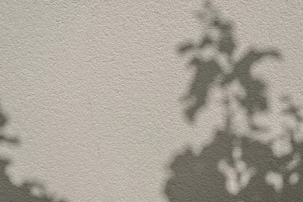 Silhouette Ombre Feuillage Sur Une Texture Murale Béton Beige Neutre — Photo