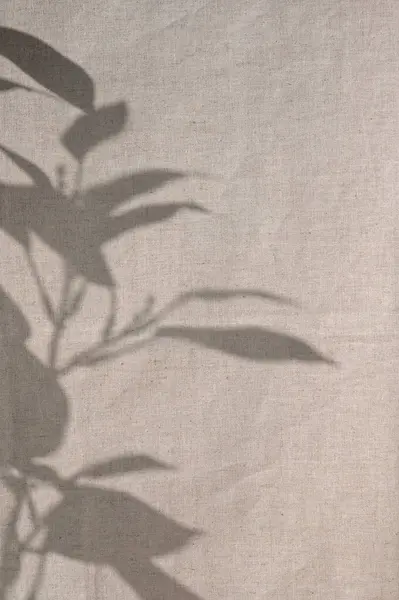 中性米色亚麻布上的花纹美观 幕布背景上的叶绿光影子轮廓 — 图库照片