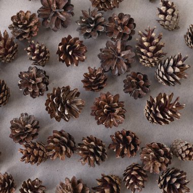 Kahverengi çam kozalakları, yumuşak gölgeli, nötr kahverengi arka planda yatıyordu. Sosyal medya blogu veya ticari markalaşma tasarımı için estetik doğal kış dokusu, minimal rustik Noel arkaplanı.