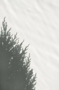 Estetik minimalist kış tarafsız zemin. Yumuşak yeşil kozalaklı, ladin ağacı, beyaz beton duvar dokusu arka planında güneş ışığı gölgesi. Noel işi markalaşma şablonu, kopyalama alanı.