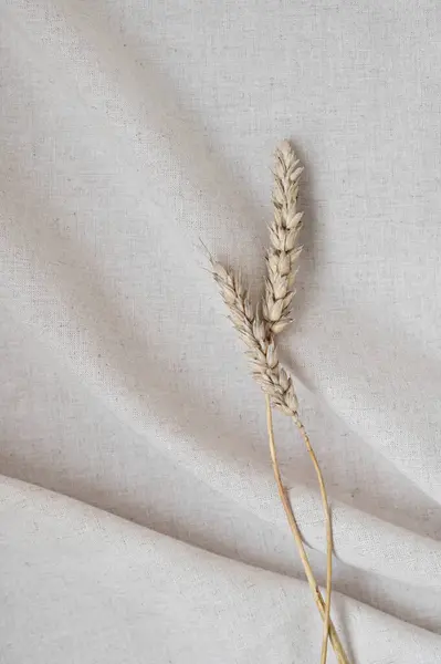 Aesthetic floral boho background with soft linen folded fabric texture in neutral beige oat color, with dried meadow spikelet grass, elegant wedding or business brand template, backdrop.