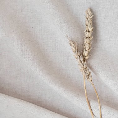 Estetik boho düğünü ya da güzellik sektörü geçmişi nötr yulaf bezi kumaş dokusu katları ve kurutulmuş çayır çimen dikenleri sürdürülebilir yaşam tarzı natürmort yaşam tarzı.