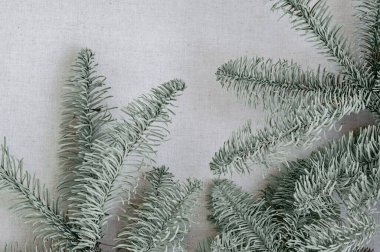 Tarafsız bej kumaş arka planda mavi köknar dalları, minimum estetik sürdürülebilir kış arkaplanı.