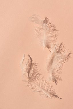 Şeftali rengi kağıt desenli beyaz tüylü arka plan doğal güneş ışığı gölgeleri, şeftali tüyü - 2024 yıllık konseptin moda rengi, estetik minimalist markalaştırıcı iş arkaplanı.