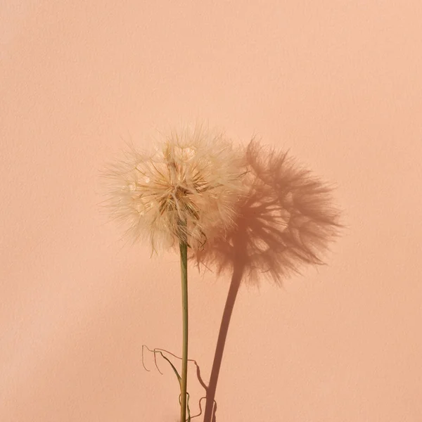 Peach fuzz, trendy color of 2024 year, fuzzy dandelion flower on bright peach paper textured background with aesthetic sunlight shadow, square business brand or social media blog template.