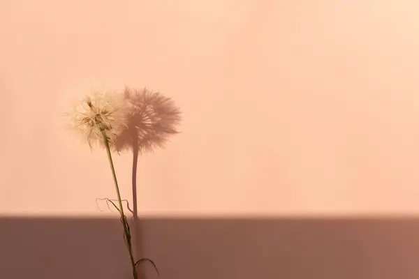 Fuzzy dandelion flower on peach color background with natural sunlight shadows, minimalist aesthetic floral business branding backdrop in trendy color 2024 year.