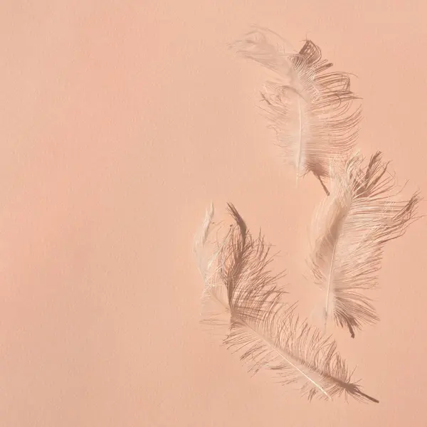 Elegant white bird feathers on peach textured table background, trendy color 2024.