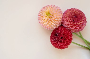 Tarafsız kremalı arka planda kırmızı, pembe ve açık şeftali çiçekleri, Sevgililer Günü veya Anneler Günü için minimalist kartpostal tasarımı şablonu.