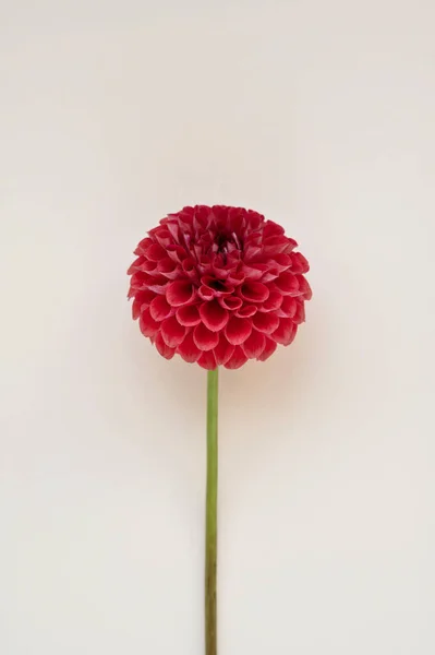 Minimalist aesthetic floral greeting card, red dahlia flower on light creamy neutral background, soft selective focus.