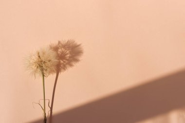 Parlak şeftali rengi arka planda tüylü karahindiba çiçeği ve sert güneş ışığı gölgeleri. Estetik yaşam tarzı doğal moda renk konsepti 2024.