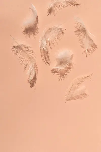 Peach fuzz, trendy color of 2024 year concept, lifestyle, copy space. Messy white feathers on peach texture background with natural sun light shadows, minimalist lifestyle business branding template.