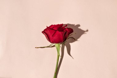 Açık pembe, tarafsız arka planda tek bir kırmızı gül. Sert güneş ışığı gölgeleri, doğum günü için minimum estetik, çiçekli tebrik kartı tasarımı, Sevgililer Günü, Anneler Günü..