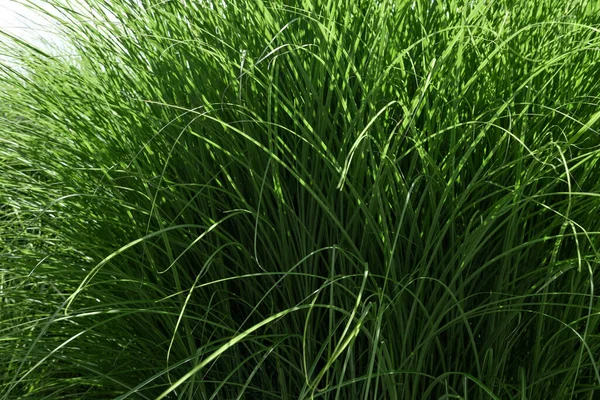 Yazın çimenlikte yüksek taze yeşil çimenler, parlak güneş ışığı, estetik doğal arka plan.