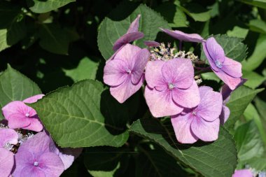 Doğal güneş ışığında canlı pembe ortanca çiçekleri.