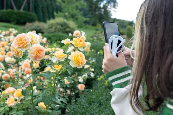 Persoană Care Surprinde Trandafiri Galbeni Vibrante Smartphone Într Grădină Luxuriantă — Fotografie, imagine de stoc